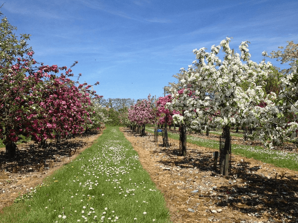Orchards in blossom at Brogdale National Fruit Collection